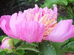 peony14 (17)